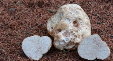 Lanýž: houbová pochoutka, která dobyla svět